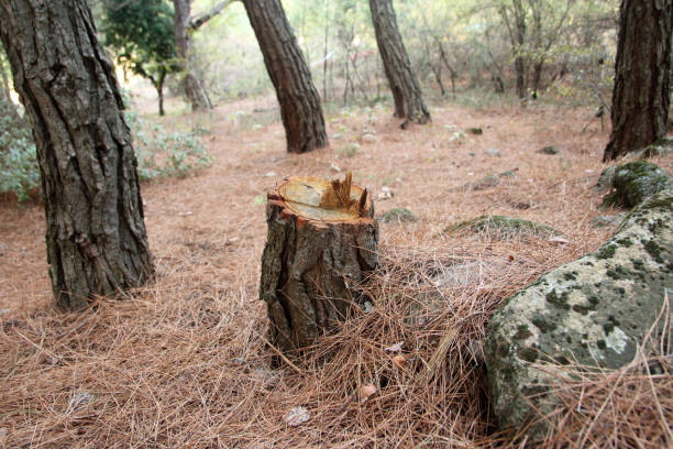 How Our Tree Care Process Works  in  Westview, FL